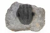 Detailed Hollardops Trilobite - Excellent Eye Facets #221036-1